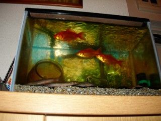 �����̎�����