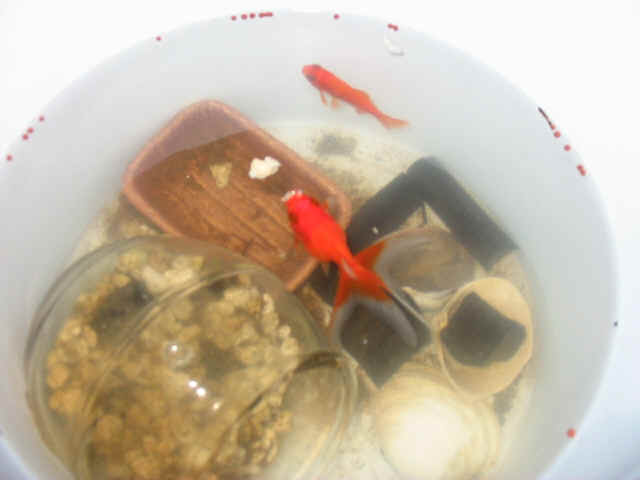 �����̎�����